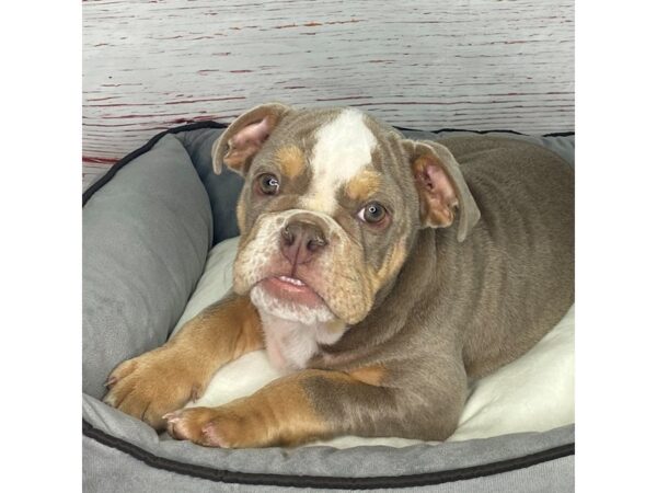 Bulldog-DOG-Male-Lilac / Tan-3865-Petland Hilliard, Ohio