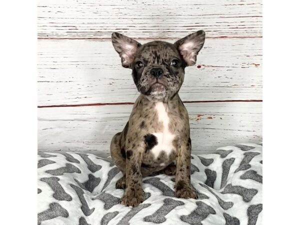 Frenchton-DOG-Male-Blue Merle-3889-Petland Hilliard, Ohio