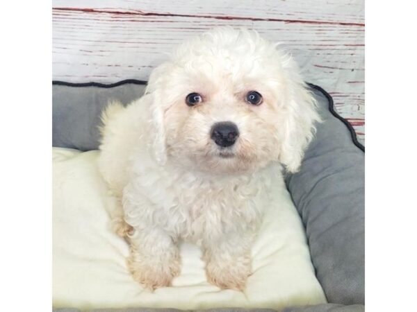 Bichon Frise-DOG-Male-White-3887-Petland Hilliard, Ohio