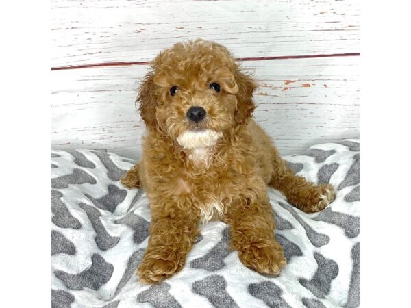 Poodle DOG Male Red 3885 Petland Hilliard, Ohio