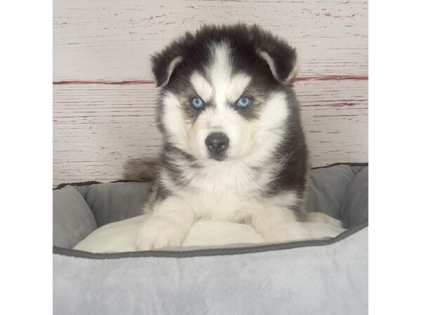 Siberian Husky-DOG-Male-Blk & White-3881-Petland Hilliard, Ohio