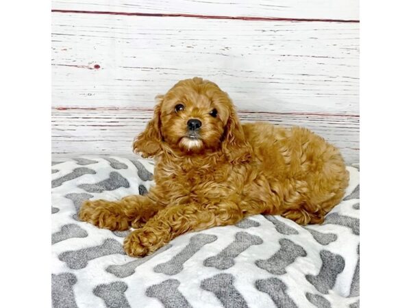 Cavapoo-DOG-Female-Red-3896-Petland Hilliard, Ohio