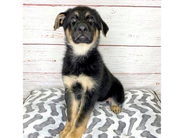 German Shepherd Dog-DOG-Male-Black / Tan-3894-Petland Hilliard, Ohio