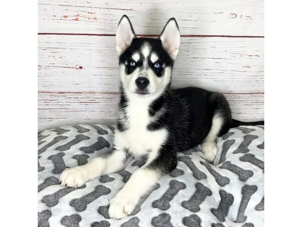 Siberian Husky-DOG-Male-Black / White-3893-Petland Hilliard, Ohio