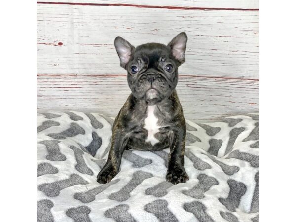 French Bulldog-DOG-Female-Brindle-3892-Petland Hilliard, Ohio