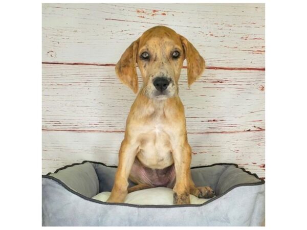 Great Dane-DOG-Female-Fawn / Brindle-3888-Petland Hilliard, Ohio