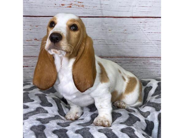 Basset Hound-DOG-Female-Red / White-3898-Petland Hilliard, Ohio