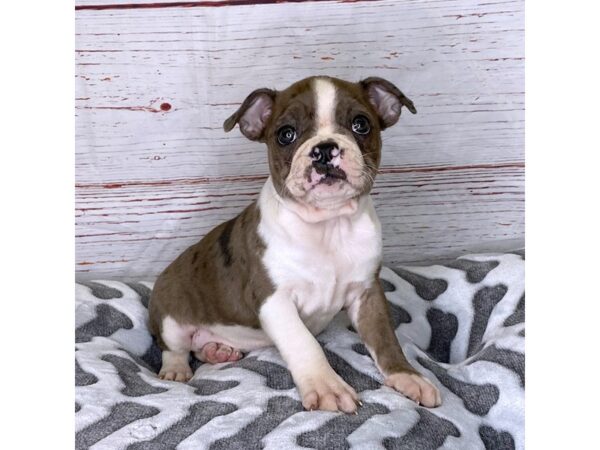 Boston Terrier-DOG-Female-Blue Merle-3899-Petland Hilliard, Ohio