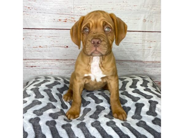 Dogue De Bordeaux-DOG-Female-Red-3904-Petland Hilliard, Ohio