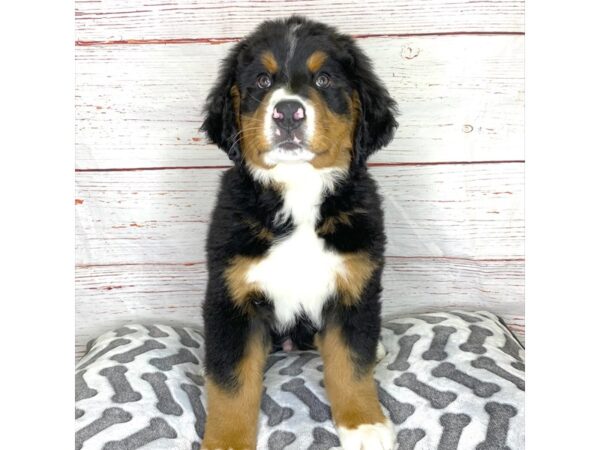 Bernese Mountain Dog-DOG-Male-Black Tan / White-3903-Petland Hilliard, Ohio