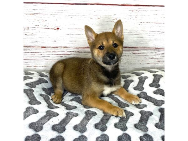 Shiba Inu-DOG-Female-Red Sesame-3902-Petland Hilliard, Ohio