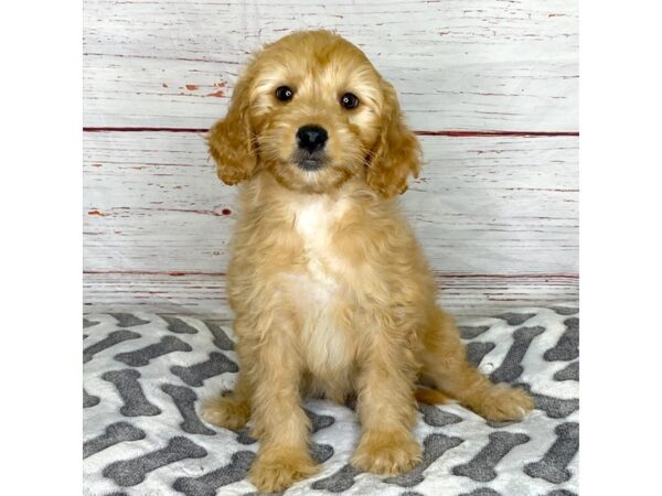 2nd Generation Mini Goldendoodle-DOG-Female-Red-3918-Petland Hilliard, Ohio