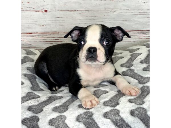 Boston Terrier-DOG-Male--3919-Petland Hilliard, Ohio