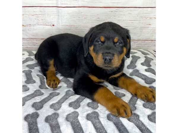 Rottweiler-DOG-Male-Black / Tan-3922-Petland Hilliard, Ohio