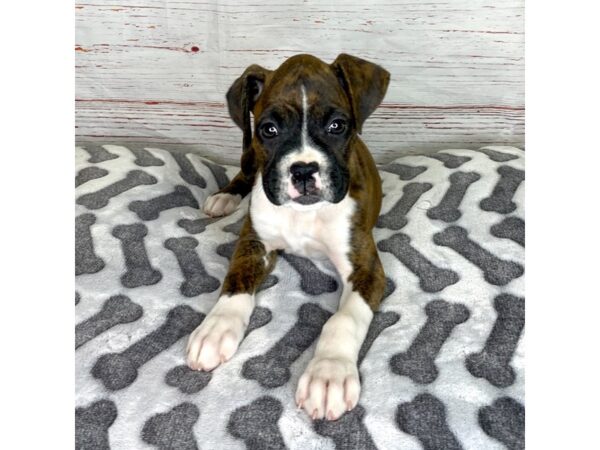 Boxer-DOG-Female-Brindle / White-3923-Petland Hilliard, Ohio