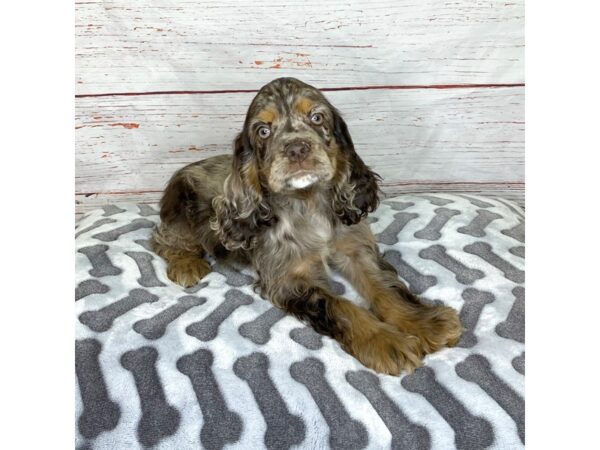 Cocker Spaniel-DOG-Male-Chocolate Roan-3917-Petland Hilliard, Ohio