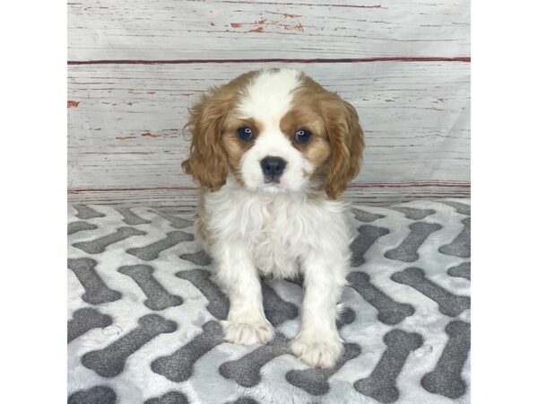 Cavalier King Charles Spaniel DOG Female Blenheim 3914 Petland Hilliard, Ohio