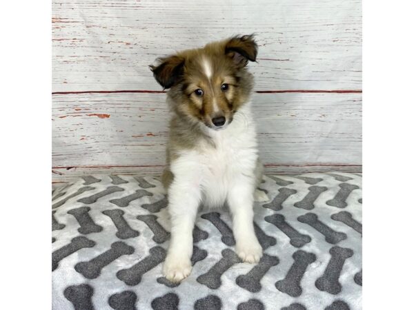 Shetland Sheepdog DOG Female Sable / White 3913 Petland Hilliard, Ohio