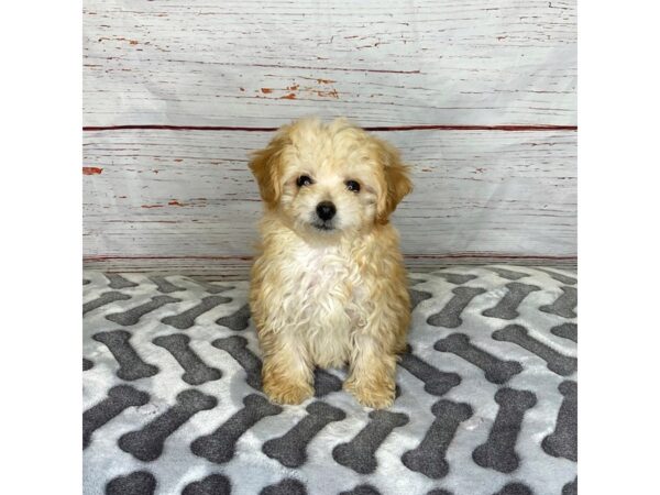 Cavapoo/Bichon-DOG-Female-Red-3909-Petland Hilliard, Ohio