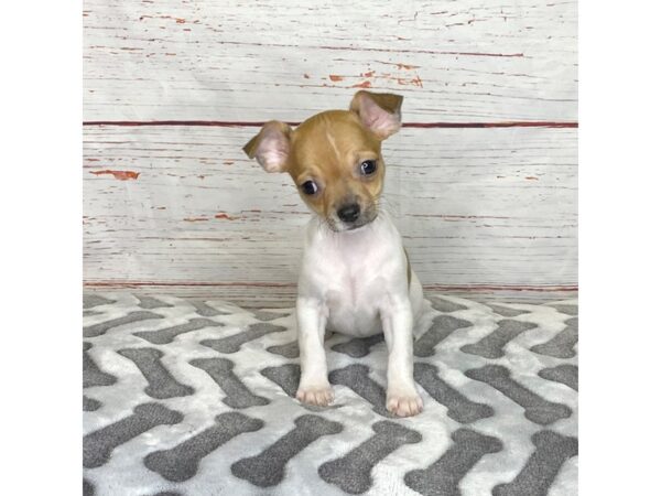 Chihuahua DOG Female Tan / White 3907 Petland Hilliard, Ohio