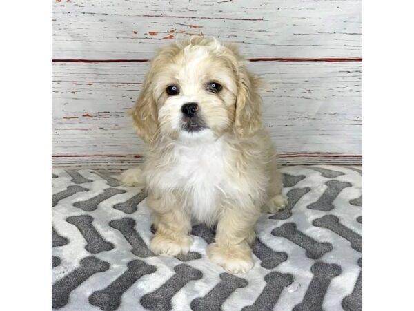 Pekepoo-DOG-Male-Cream-3915-Petland Hilliard, Ohio