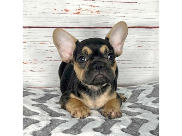 French Bulldog-DOG-Male-Black / Tan-3933-Petland Hilliard, Ohio