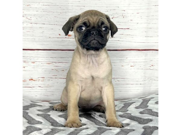 Pug-DOG-Male-Fawn-3932-Petland Hilliard, Ohio