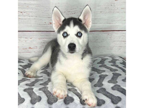 Siberian Husky-DOG-Female-Black / White-3931-Petland Hilliard, Ohio