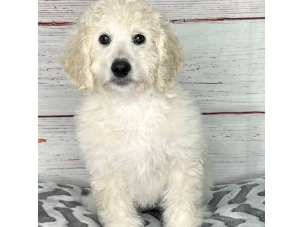 Mini Bernadoodle 2nd Gen-DOG-Female-Cream-3930-Petland Hilliard, Ohio