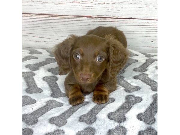 Dachshund-DOG-Male-Chocolate / Tan-3939-Petland Hilliard, Ohio