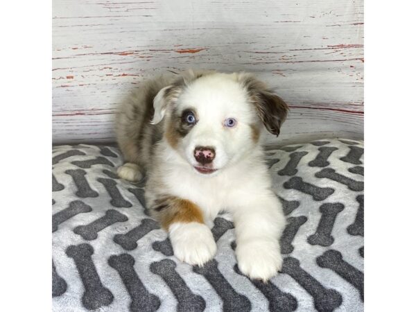 Australian Shepherd-DOG-Male-Red Merle-3937-Petland Hilliard, Ohio