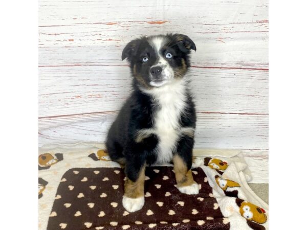 Australian Shepherd-DOG-Female-Black / White-3936-Petland Hilliard, Ohio