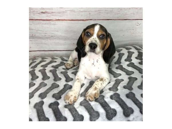 Beagle-DOG-Male-Black White / Tan-3950-Petland Hilliard, Ohio