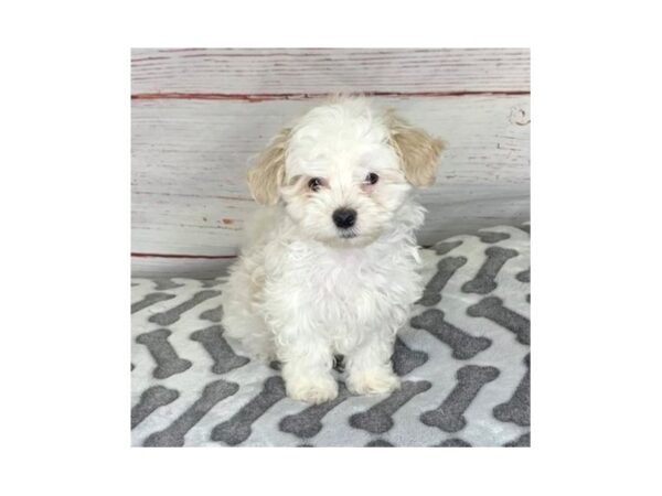 Maltipoo-DOG-Male-White Black / Tan-3946-Petland Hilliard, Ohio