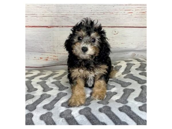 Miniature Poodle DOG Female Black/Tan 3943 Petland Hilliard, Ohio