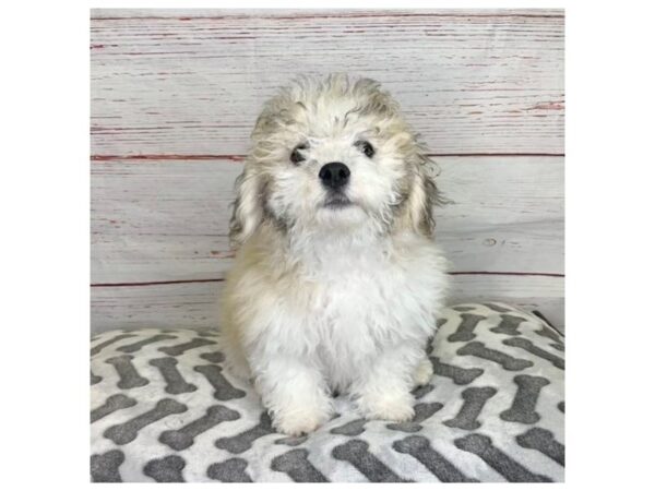 Teddy Bear DOG Male Gold / White 3906 Petland Hilliard, Ohio