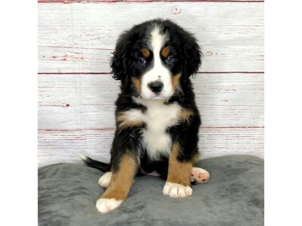 Bernese Mountain Dog-DOG-Female-Black Tri-3959-Petland Hilliard, Ohio