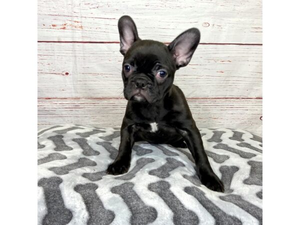 Frenchton-DOG-Female-Brindle-3958-Petland Hilliard, Ohio