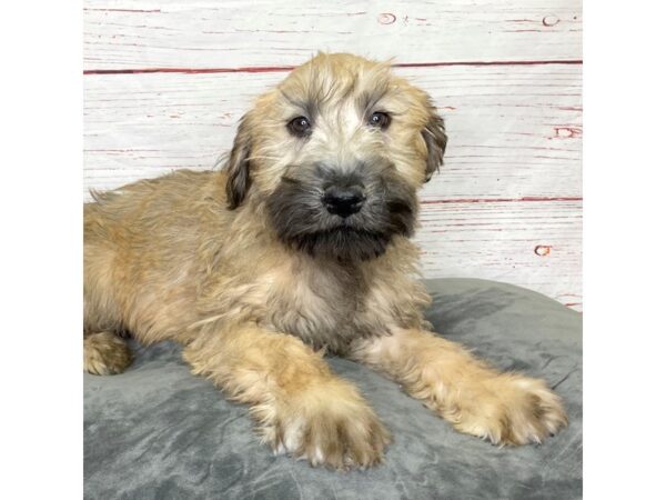 Soft Coated Wheaten Terrier DOG Male Wheaten 3956 Petland Hilliard, Ohio