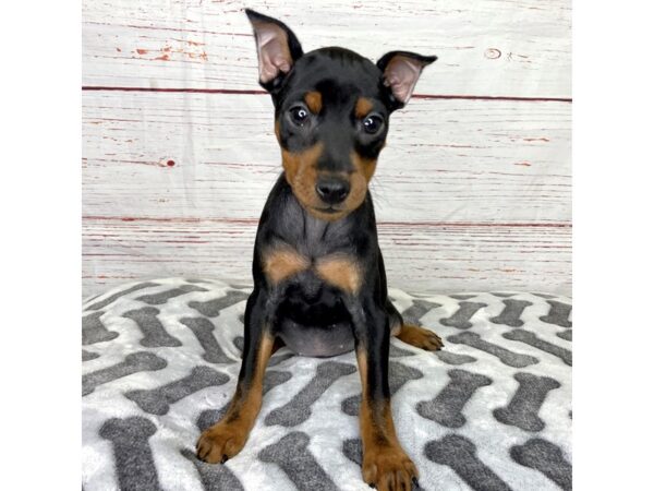 Miniature Pinscher-DOG-Male-Black / Tan-3953-Petland Hilliard, Ohio