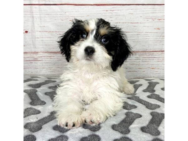 Cavachon DOG Male Tri 3942 Petland Hilliard, Ohio