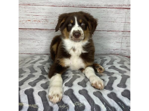 Australian Shepherd-DOG-Male-Tri-Colored-3967-Petland Hilliard, Ohio