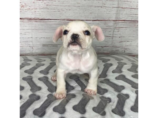 French Bulldog-DOG-Female-Cream-3966-Petland Hilliard, Ohio