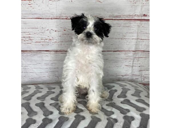 Schnoodle DOG Female Black / White 3965 Petland Hilliard, Ohio