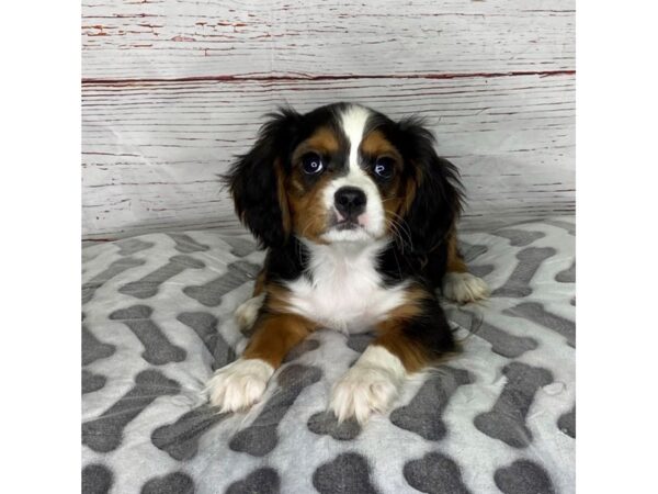 Beagalier-DOG-Male-Black White / Tan-3961-Petland Hilliard, Ohio