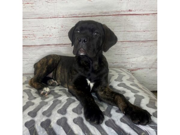 Cane Corso-DOG-Female-Black Brindle-3960-Petland Hilliard, Ohio