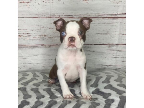 Boston Terrier-DOG-Male-Seal / White-3948-Petland Hilliard, Ohio