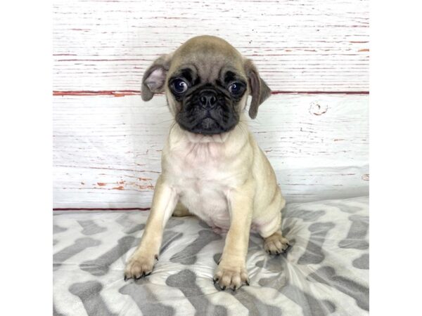 Pug-DOG-Male-Fawn-3973-Petland Hilliard, Ohio