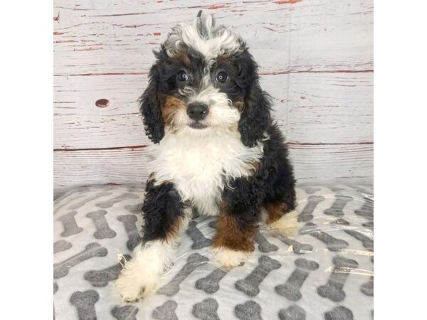 Mini Bernadoodle-DOG-Female-Tri-3987-Petland Hilliard, Ohio