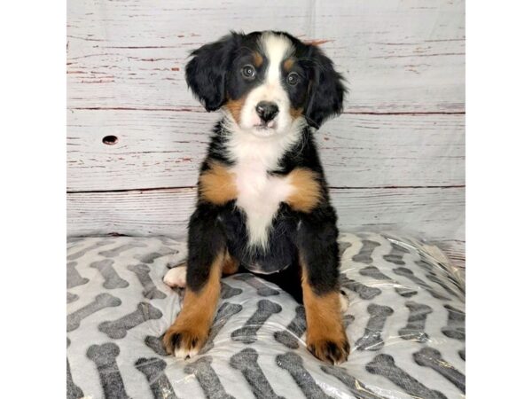 Bernese Mountain Dog-DOG-Female-Tri-3986-Petland Hilliard, Ohio